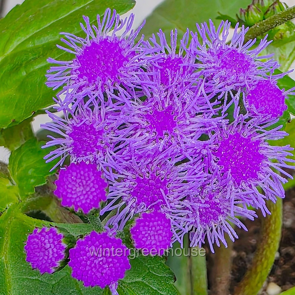 Ageratum, Monarch Magic, Flossflower, Container Size: 4.5"