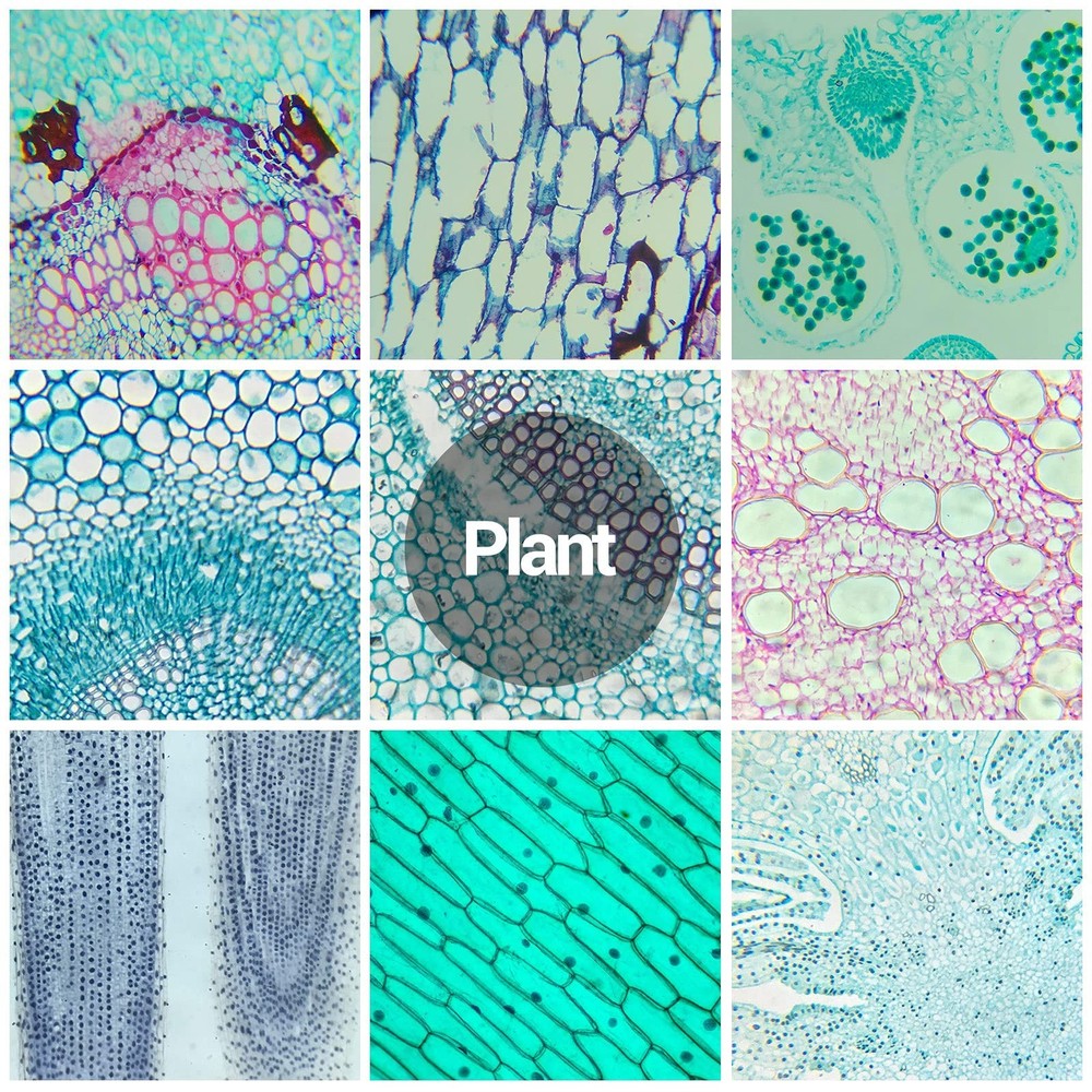 30 Microscope Slides with Specimens for Kids, Prepared Microscope Slides for ...