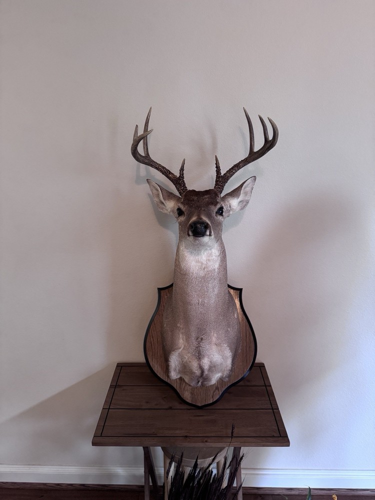 Deer Head Wall Mount with Wooden Base