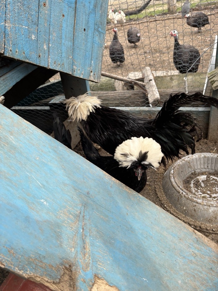 6 variety pack Polish Hatching Eggs (Read Description!!!)