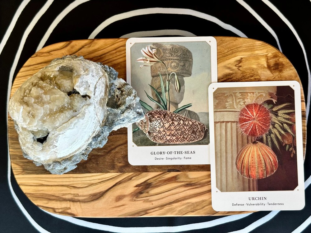The Seashell Oracle Deck 44 Card Deck for Divination by Broccoli