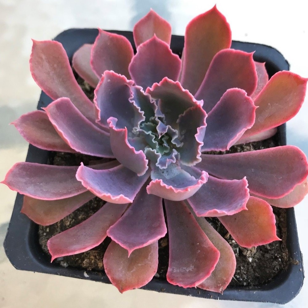 Echeveria, 'Neon Breakers' comes in a 3.5" container