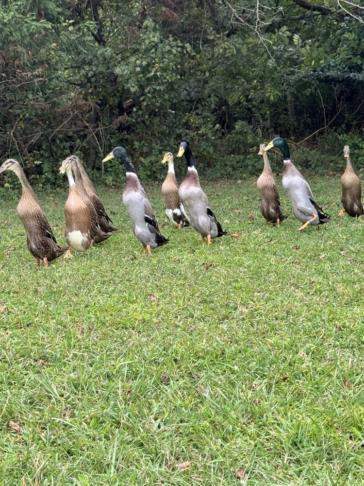 6++ Grey (Mallard) Indian Runner Duck Hatching Eggs