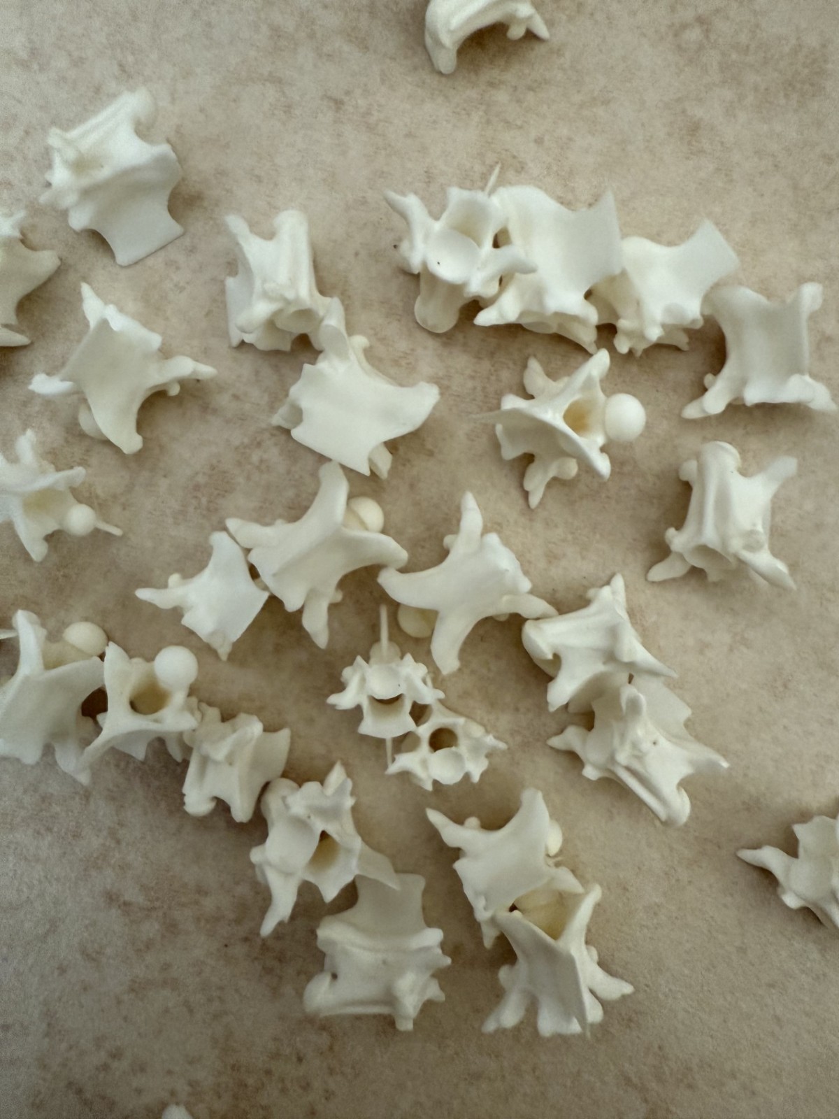 Rattlesnake Vertebrae 20pc Lot Mixed Size Snake Skeleton Taxidermy Bone