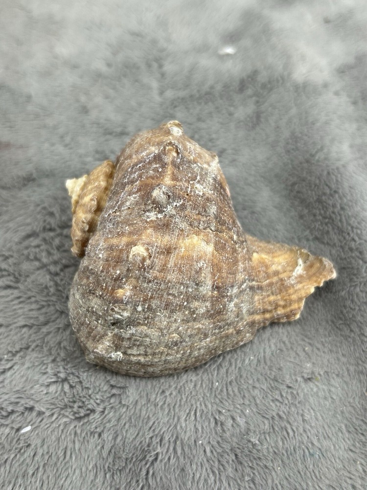 Rapana Rapiformis Turnip Shell 3.5" Long