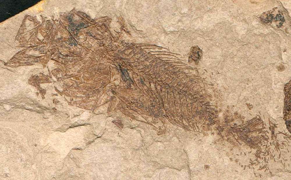 Oligocene Fossil Fish - Serranus sp.