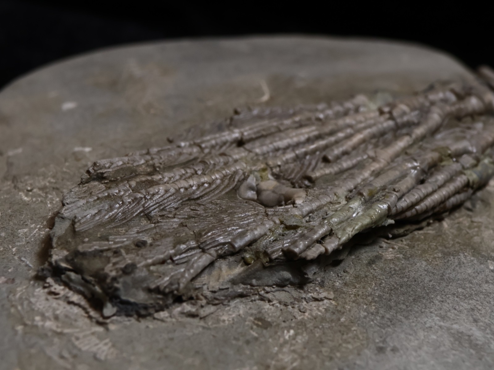 Big Abrotocrinus unicus Fossil Crinoid, Crawfordsville, Indiana