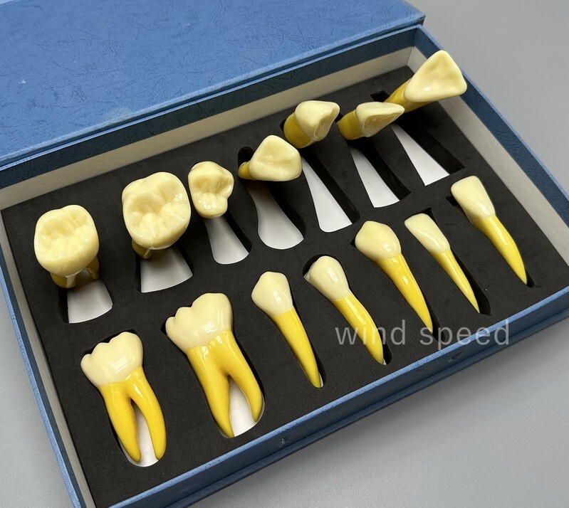 4 Times Extracted Permanent Teeth anatomy model Lab anatomical Study model T-D10