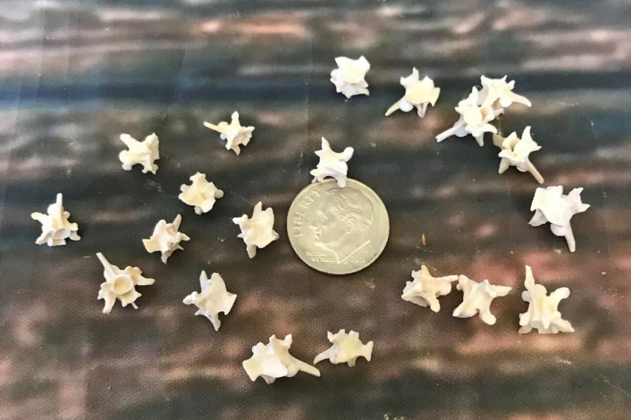 20 Real Rattlesnake Vertebrae Vertebrea Bone Gothic Art Craft Supply Jewelry Odd