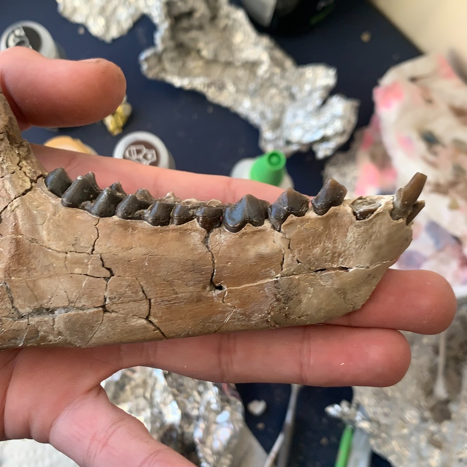 Fossil Merycoidodon Oreodont Teeth In Jaw, White River Badlands,