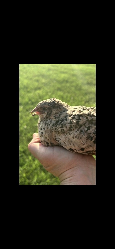 7 Celadon Blue/7 AssortedCoturnix Quail Hatching Eggs