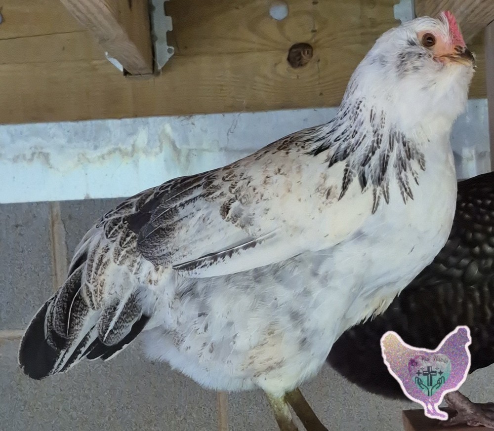 🐥🐣10+2 PICK YOUR COLOR Barnyard Mix🐣🐥