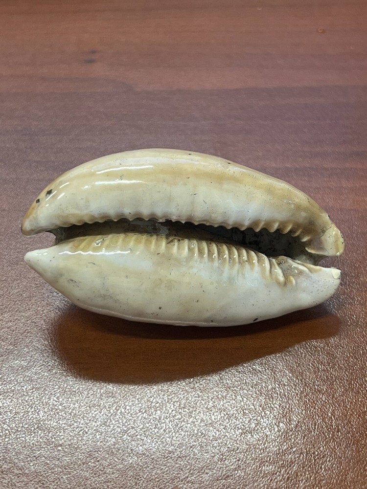 Fossilized Extinct COWRIE Shell From Central Florida, Pliocene Era.
