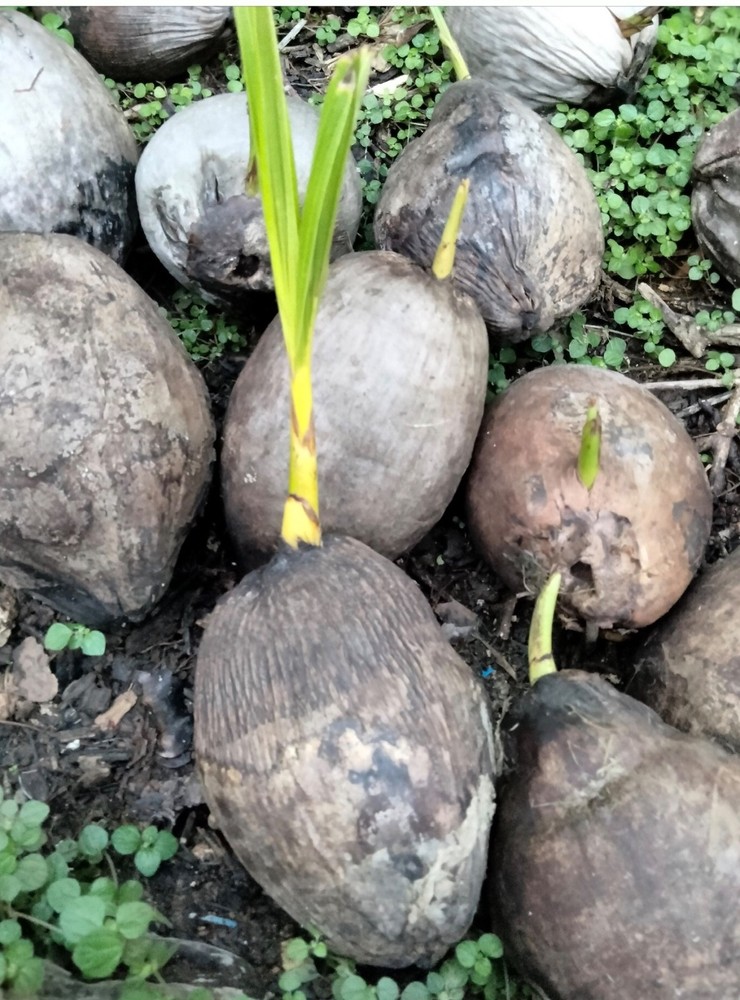 Dwarf Organic Coconut seeds sprouted 2