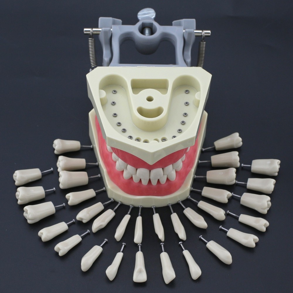 Dental Typodont Model Columbia Dentoform 860 Type With 32pcs Removable Teeth