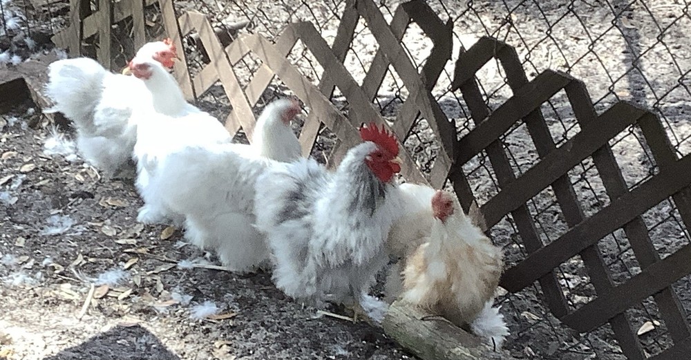 Silkied Bantam Cochin  Eggs 12