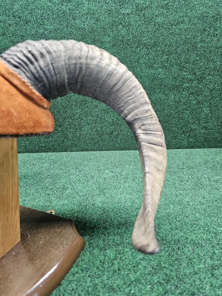 Rams Horn Taxidermy Mount