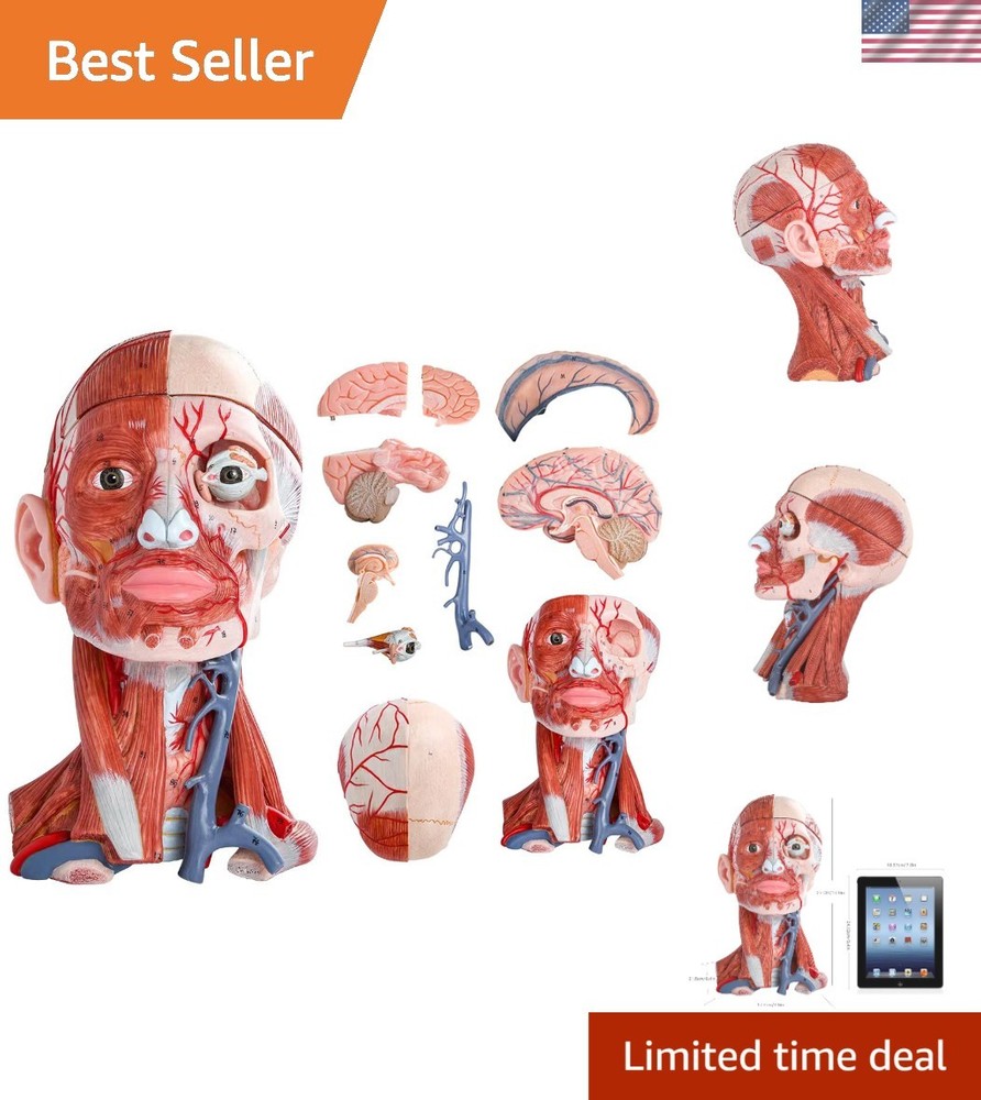 Life-Size Human Head & Neck Model - 10-Part Anatomical Display for Learning