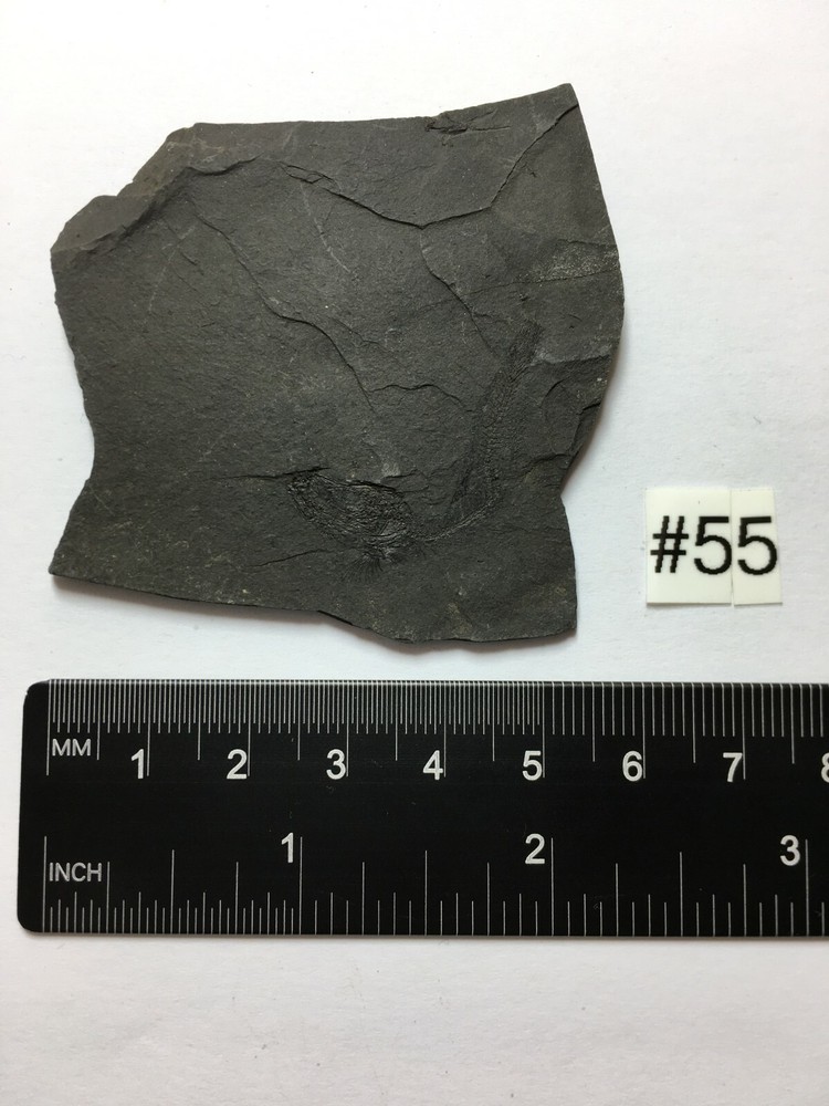 FOSSIL FISH CLUPEA