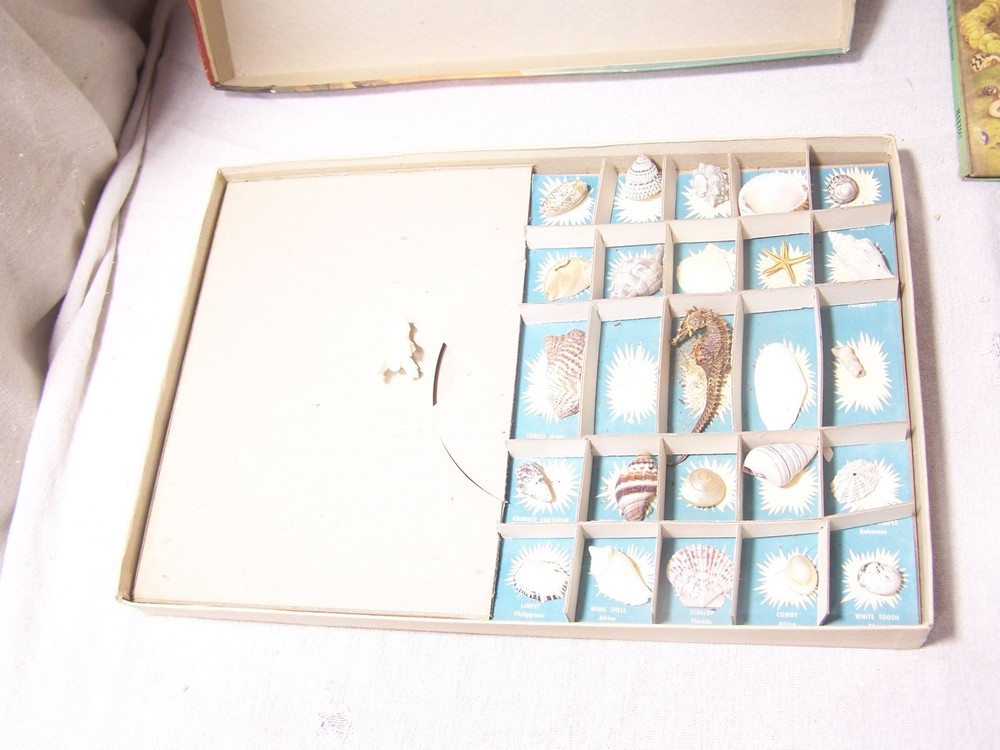 adventure with sea shells capitol adventure set