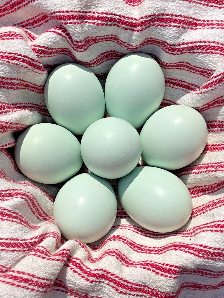 Crested Cream Legbar hatching eggs 6+1