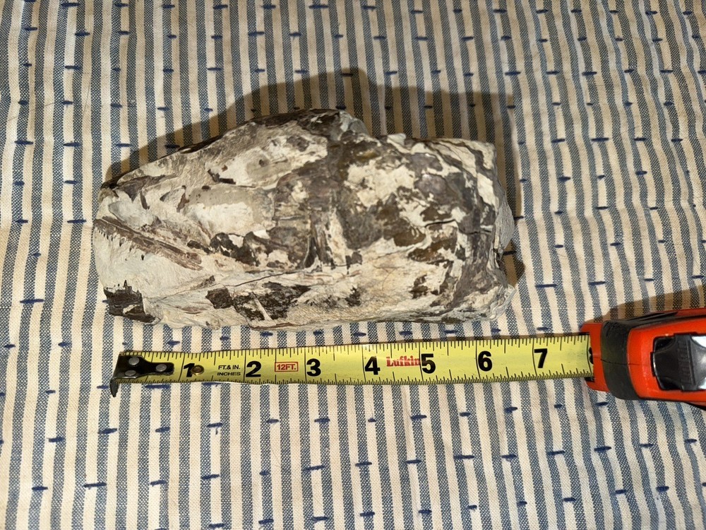 Fossilized Fish Skull With Teeth