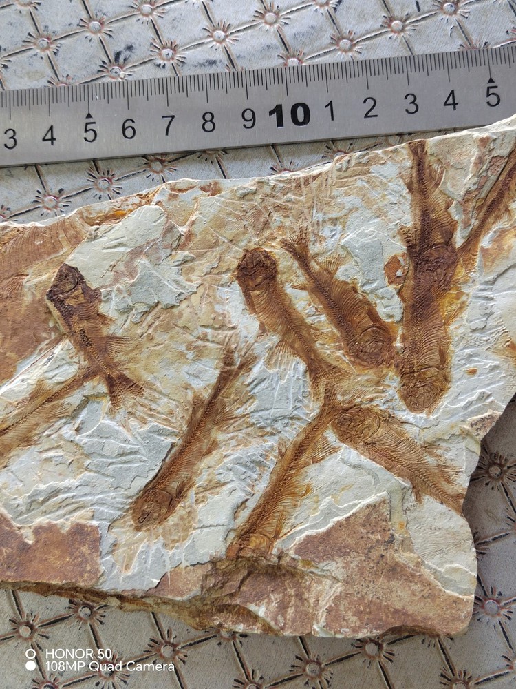 Unique and authentic ancient fossil fish like stone B02