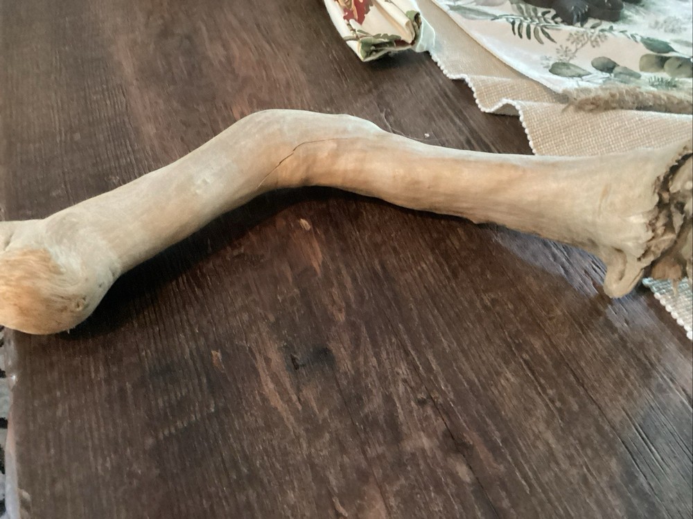 Mammoth Bone