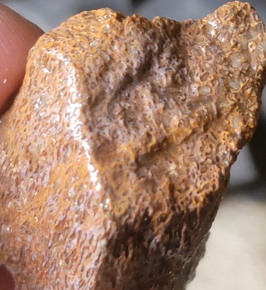 2.06 Lbs Agitized Dino Bone Smalls