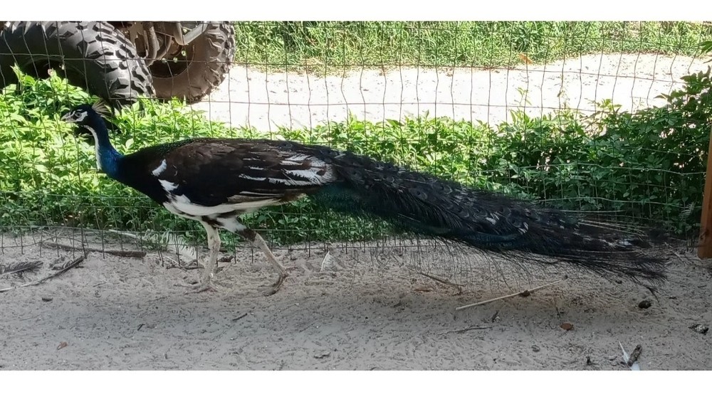 6+ VARIETY PACK PEACOCK PEAFOWL EGGS for HATCHING, Read Full Description