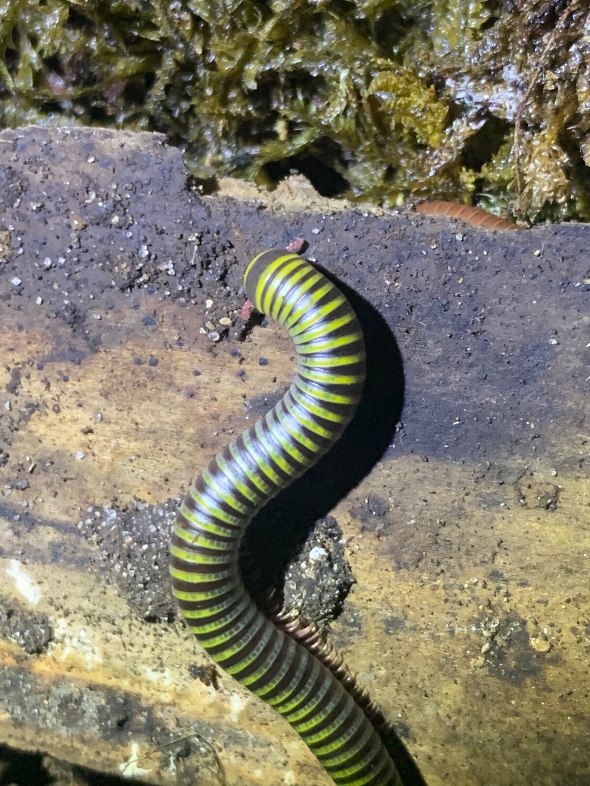 10 Live - Bumble Bee Millipedes  bioactive clean up crew (feeders)