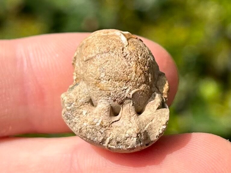 Oklahoma Fossil Goniatite Glaphyrites hyattianus Pennsylvanian Age Ammonite