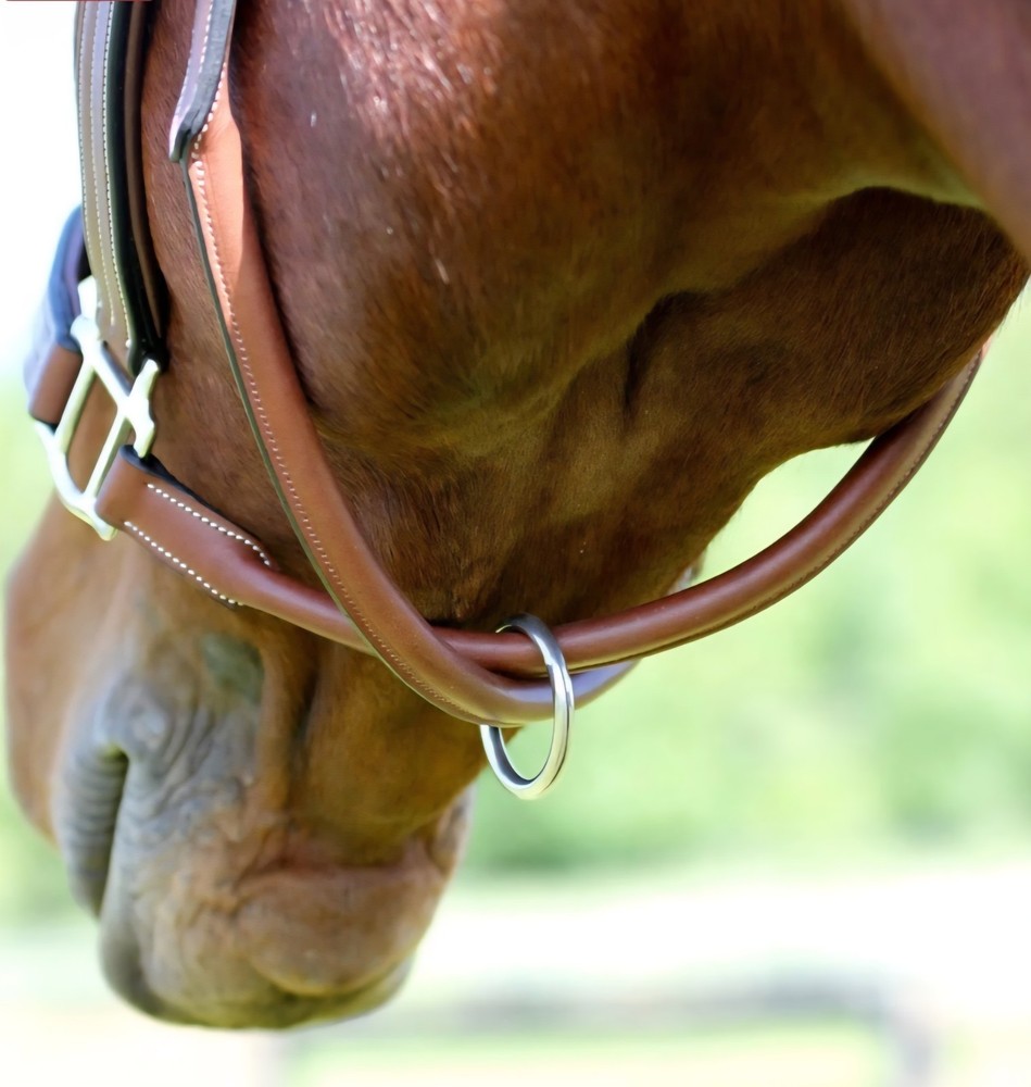 horse halter