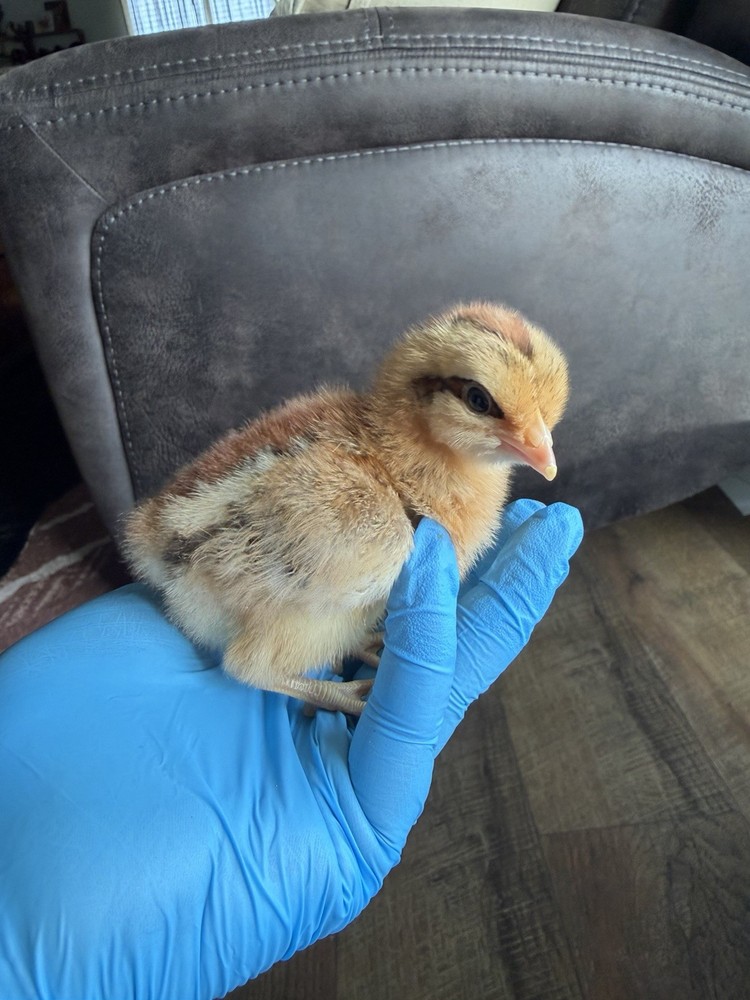 Bielefelder Fertile Hatching Eggs 10+