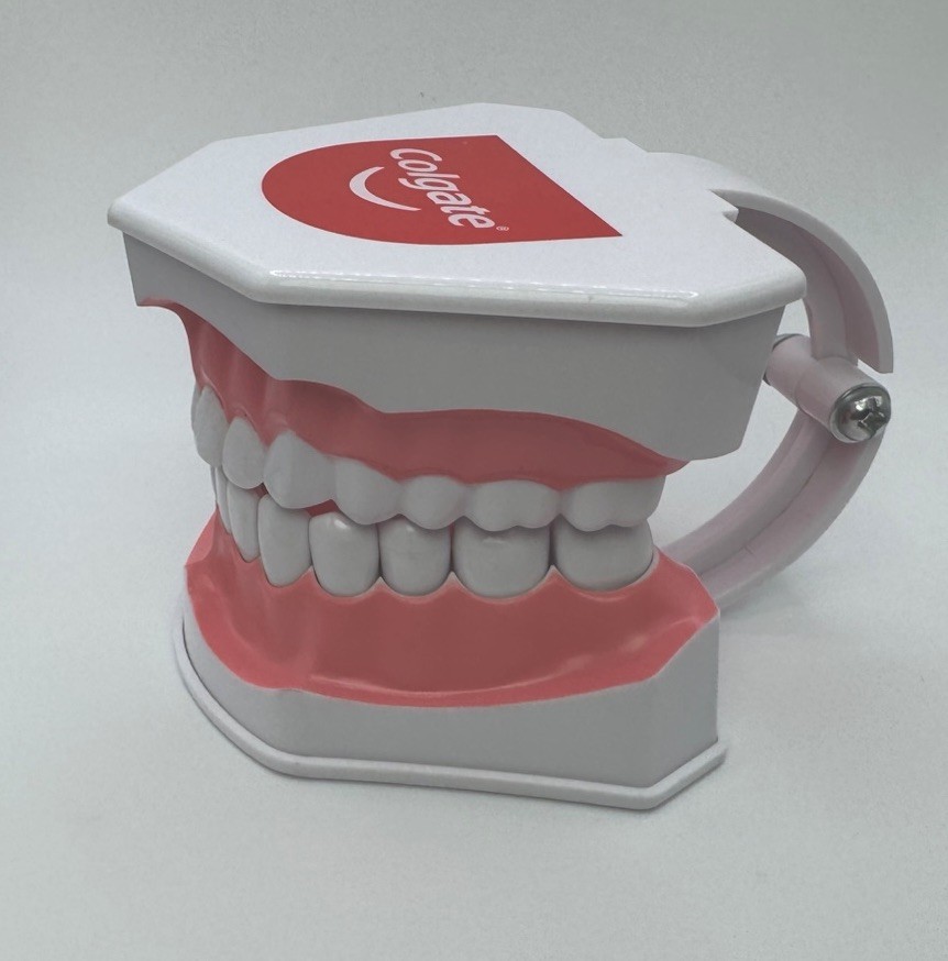 Colgate Teeth Model Display With Removable Teeth Training Aid