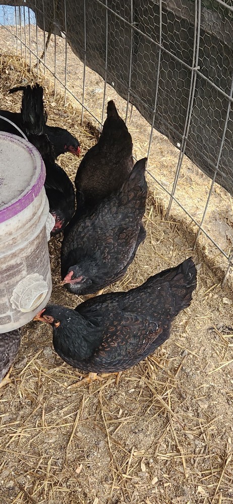 8+ Dark Cornish Hatching Eggs