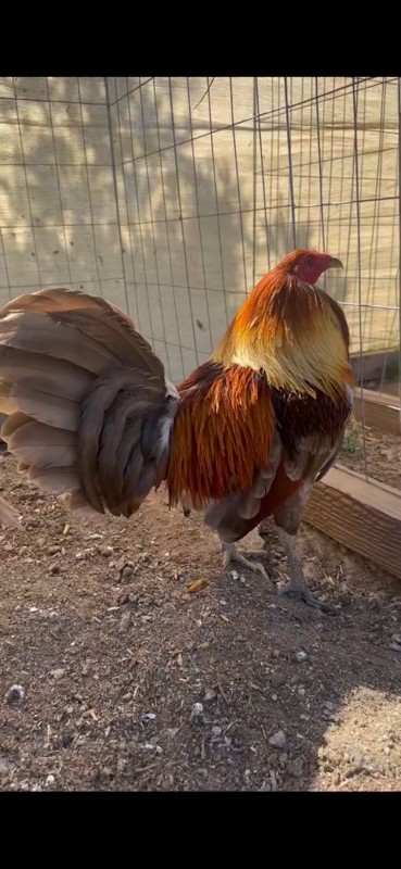 Chicken Hatching Eggs 6 + Spartan Blues