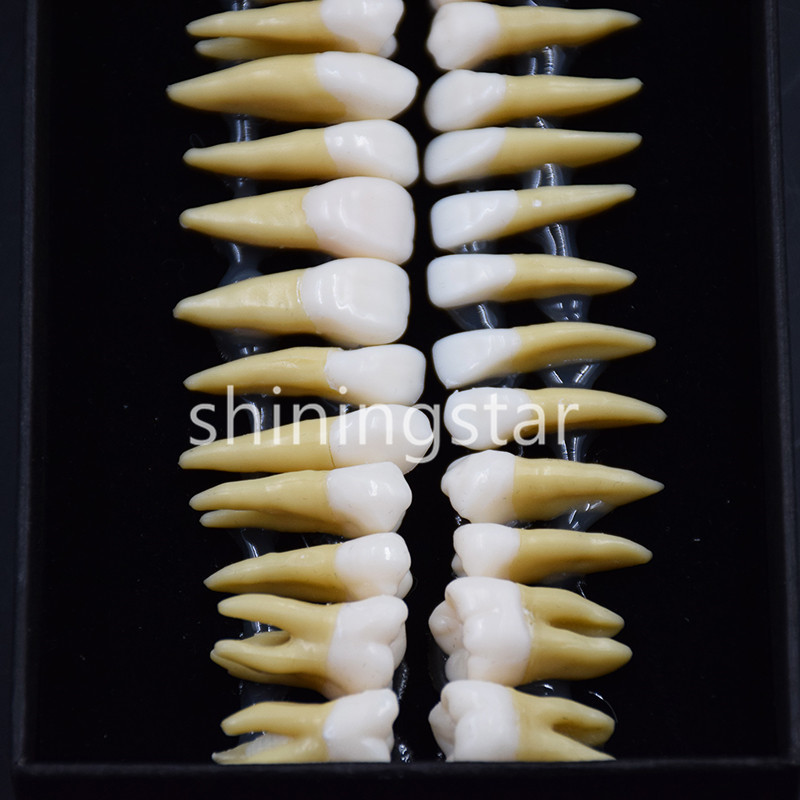 Full Upper Lower Tooth 1:1 Permanent Teeth Demonstration Teach Study Model 7008
