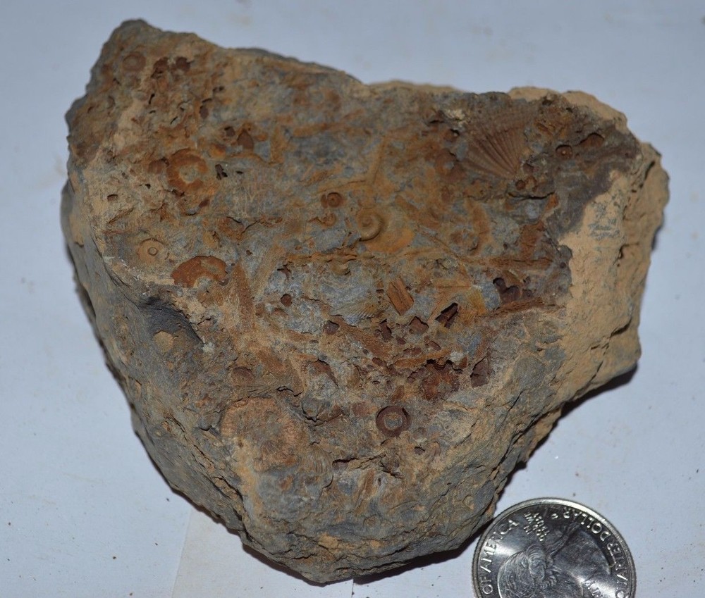 FOSSIL WITH BRACHIOPODS PRINTS ( 43, 22F)