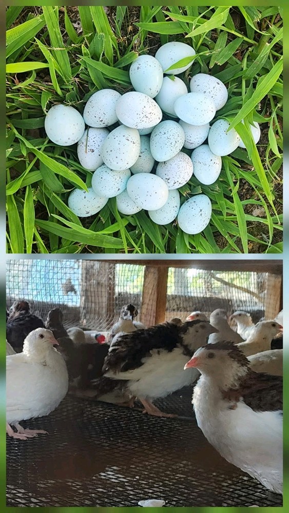 25 + Celadon Coturnix Quail Hatching Eggs  (Blue Egg Layers)