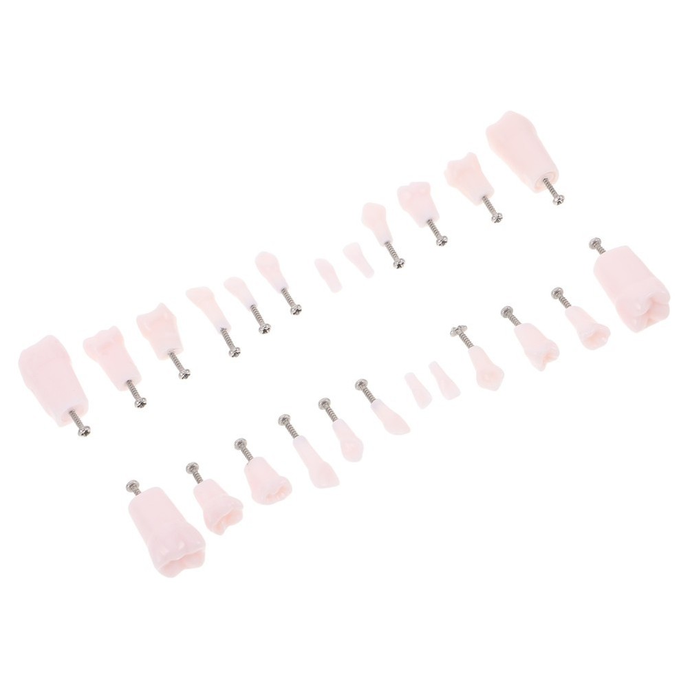 24pcs Typodont Teeth Model Dental Replacement Tooth Artificial Teeth