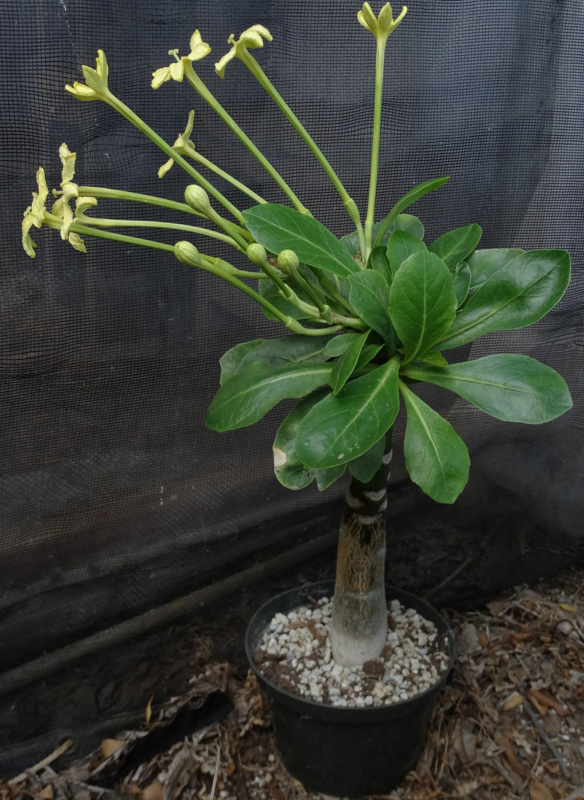 Brighamia insignis