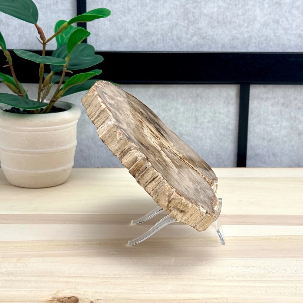 Petrified Wood Slab A