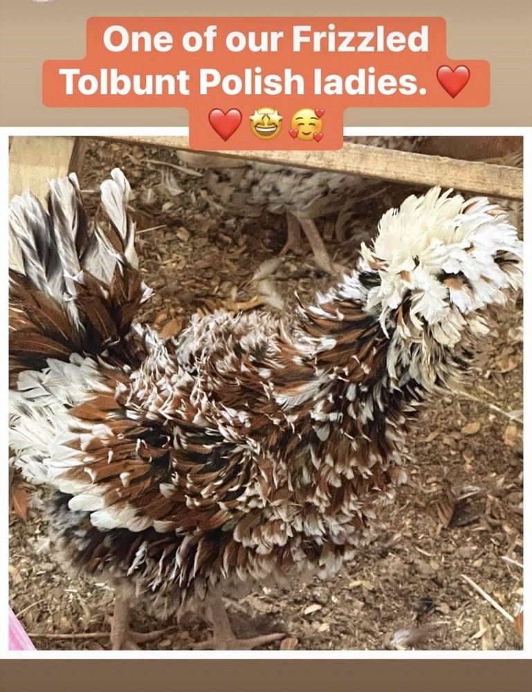 3 Tolbunt Polish Chicken Hatching Eggs (NPIP Certified)