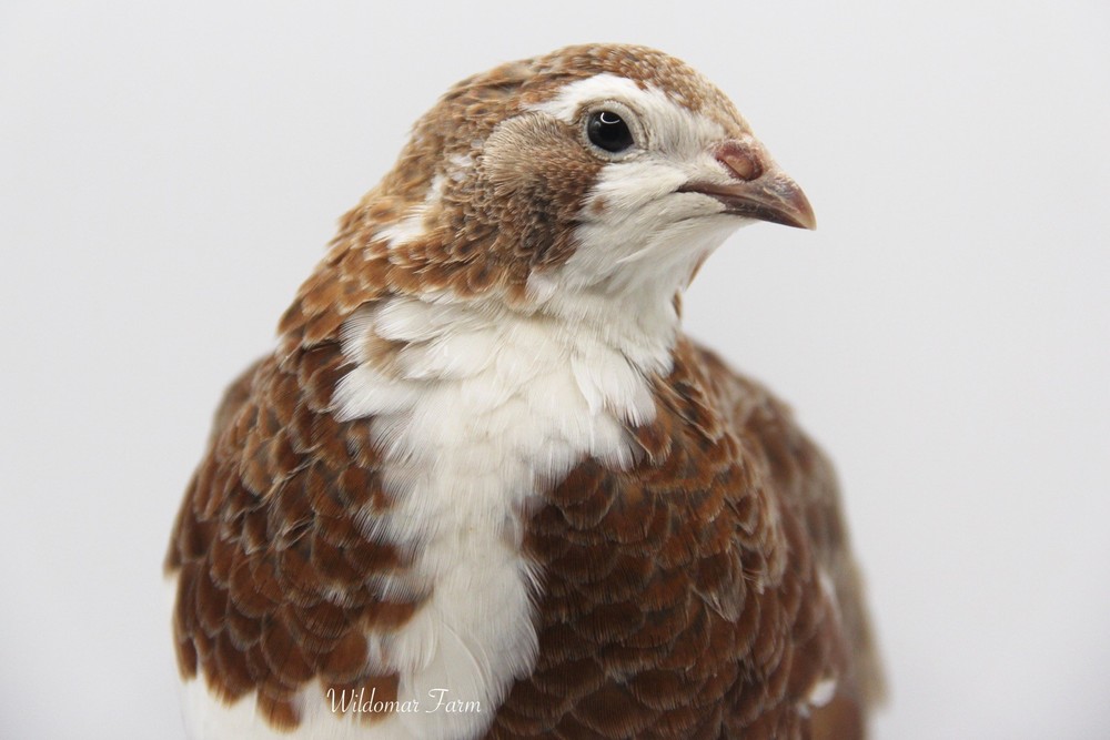 36 Coturnix Quail Hatching Eggs