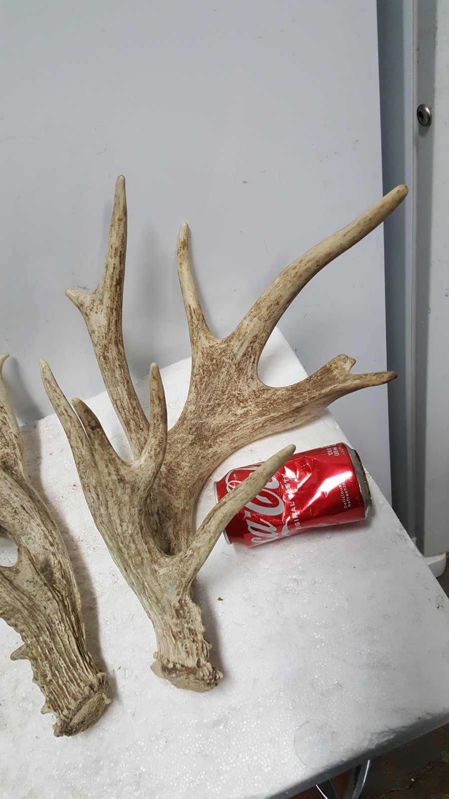 185-4" WHITETAIL DEER sheds Antlers mule mount taxidermy elk rack moose