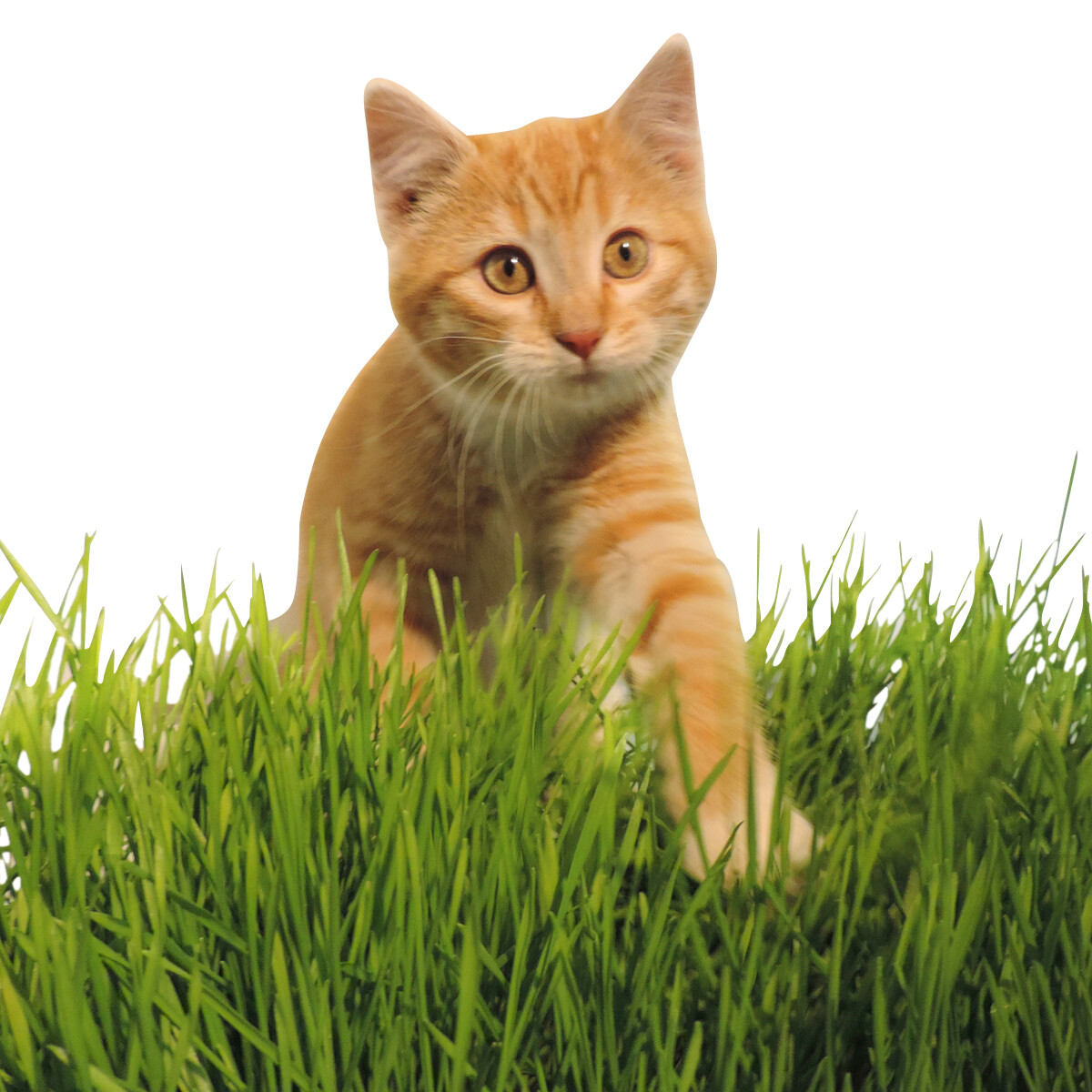 Wheat Seed, WheatGrass CatGrass, Wheat Juice, Bulk, 10lb, 15lb, 20lb, or 30lb