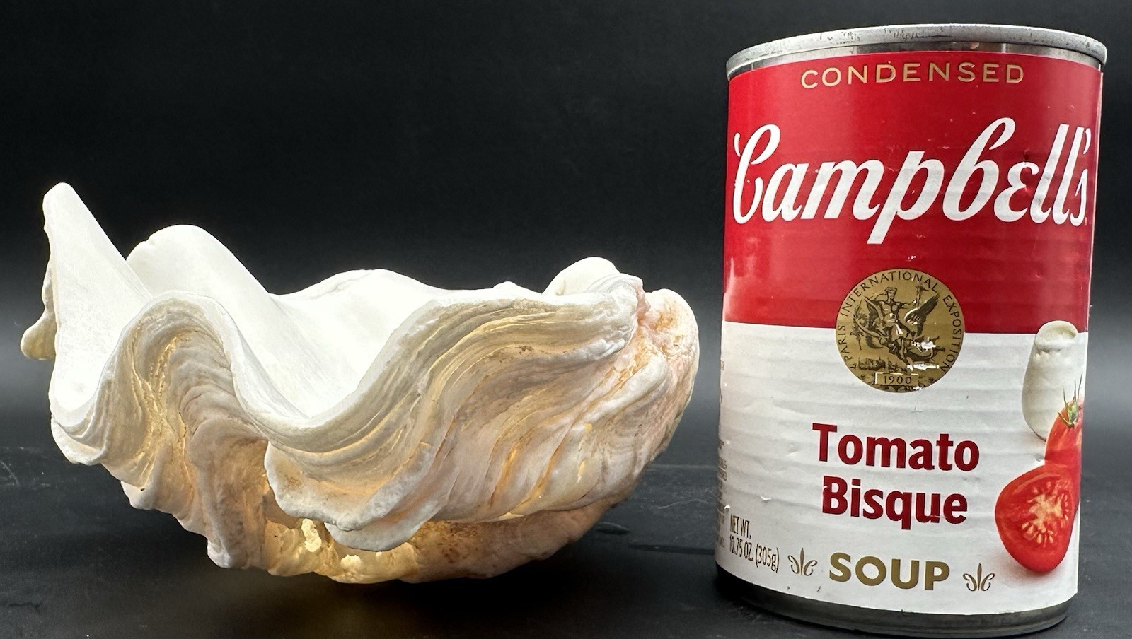 Giant Clam Sea Shell Tridacna Gigas 8 by 5 1/4 Inch Scalloped Natural 610 Grams