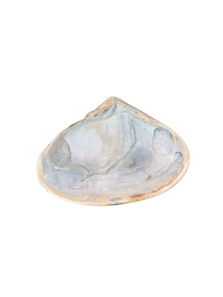 Vtg Seashells (2) Big