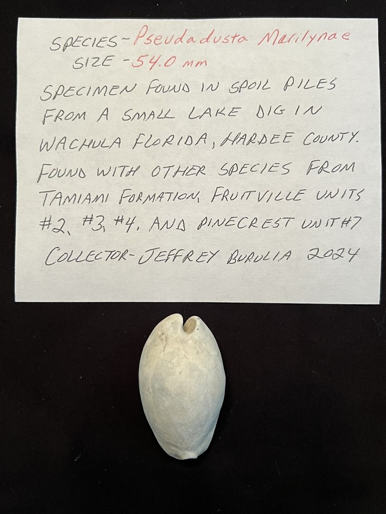 EXTINCT Fossilized COWRIE Shell ( Pseudadusta Marilynae ) From Central Florida.